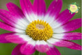 Daisy Seeds 125+ Pack, Bellis perennis, Annual Garden Flower Mix for Borders & Containers