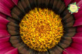Gazania Seeds - Cherry Sweetheart Fragrant Non-GMO Flower Seeds for Garden, Bright Red Blooms, Gazania rigens, Drought-Tolerant, Easy to Grow