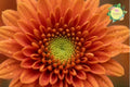 Golden Bouquet Mix Chrysanthemum Seeds – Vibrant Mum Flower Garden Blooms – Chrysanthemum morifolium