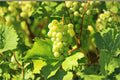 Thompson Grape Cuttings 8 Unrooted Vines Vitis vinifera Seedless Green Grape Vine for Garden & Vineyard