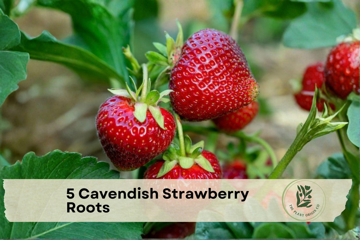 5 Cavendish Strawberry Bare Roots | Fragaria x ananassa ‘Cavendish’ | Sweet Red Fruit, Perennial Garden Plant