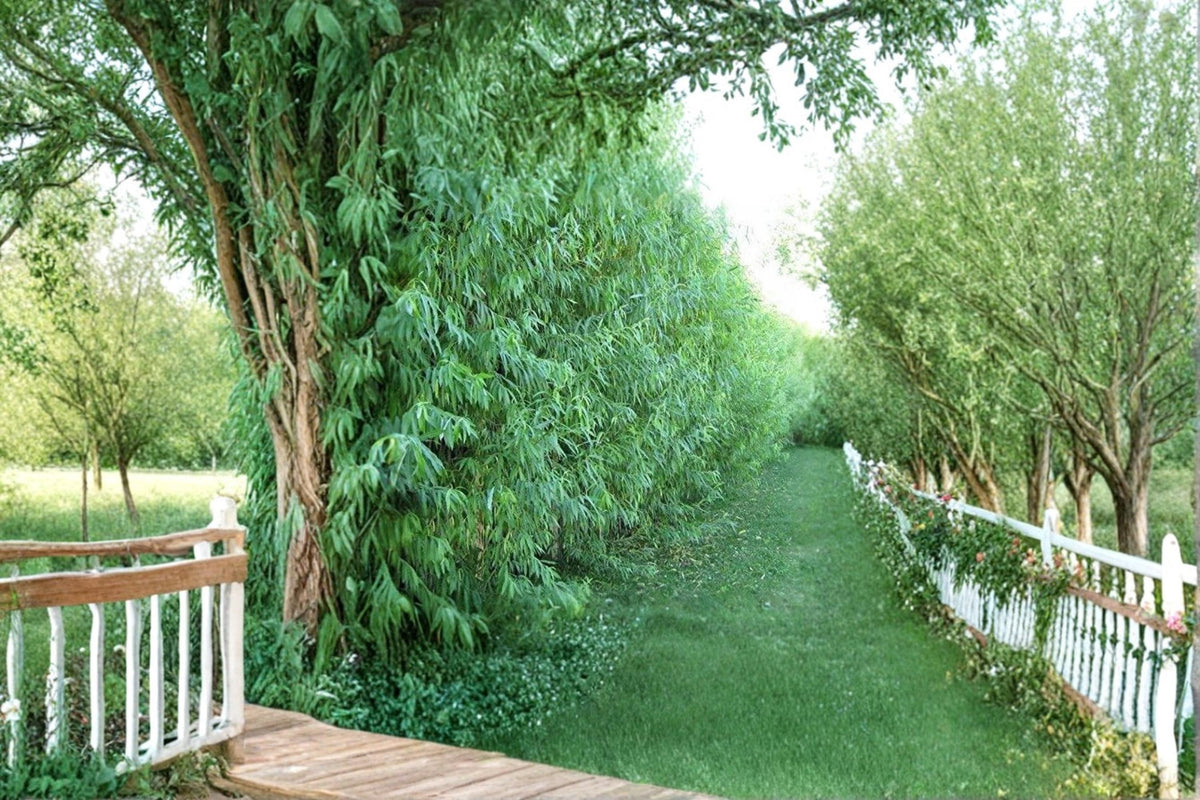 Austree Hybrid Willow Unrooted Cuttings – Fast Growing Privacy Tree, Deciduous Salix spp.