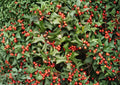 Chinese Holly Seeds – Evergreen Shrub with Red Berries, Ilex Cornuta, 25 High-Quality Seeds for Hedges and Landscape