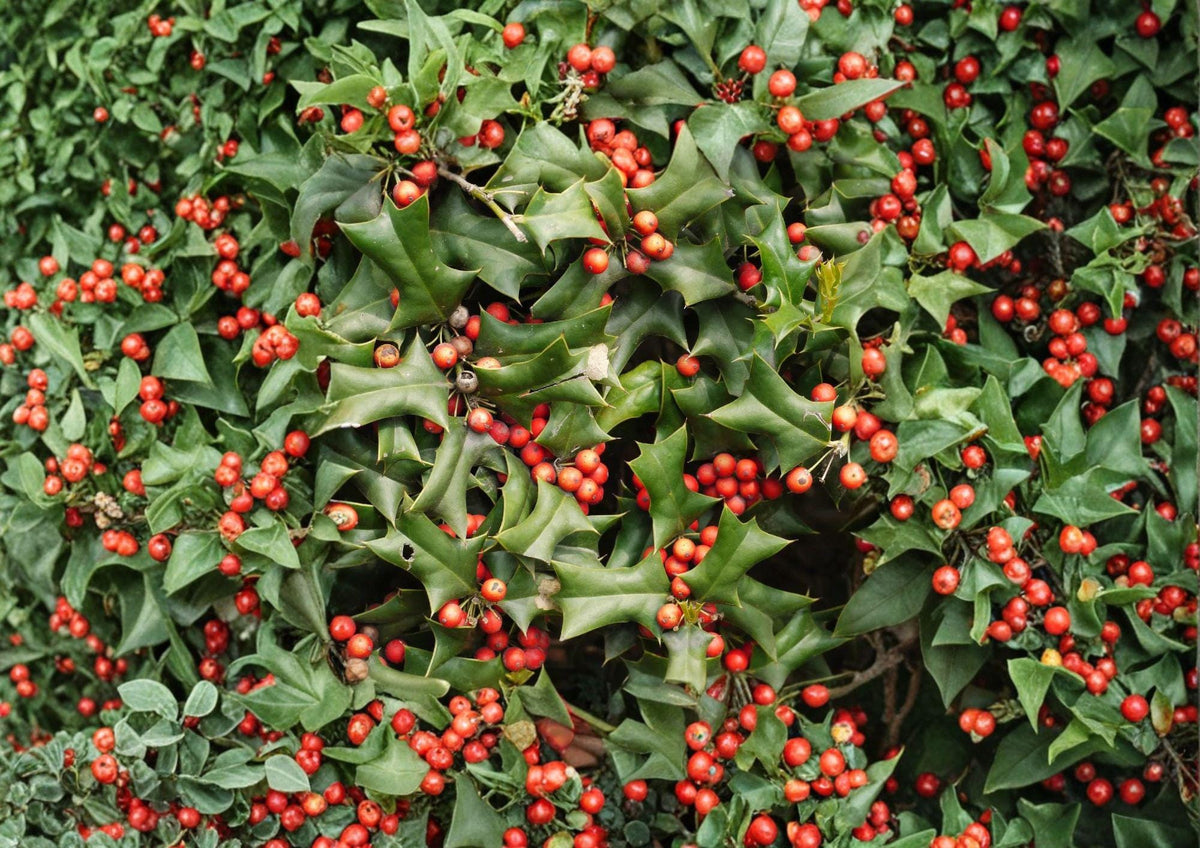 Chinese Holly Seeds – Evergreen Shrub with Red Berries, Ilex Cornuta, 25 High-Quality Seeds for Hedges and Landscape