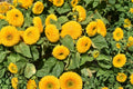 Teddy Bear Sunflower Seeds – Double Bloom Dwarf Sungold Variety, Bright Yellow, Pollinator Friendly, 15 Seeds