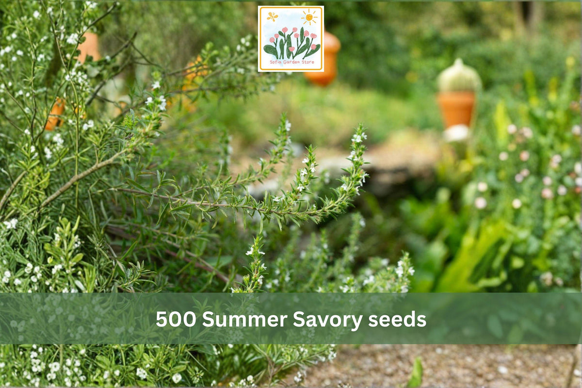 500 Seeds Summer Savory Satureja hortensis Culinary Herb Annual Aromatic Kitchen Garden