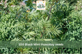 100 Seeds Black Mint Huacatay Tagetes minuta Aromatic Culinary Herb