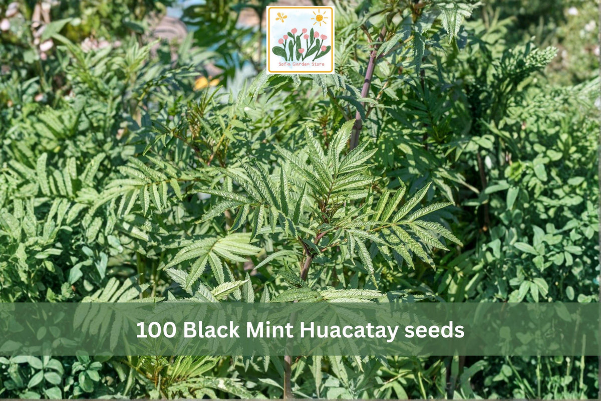 100 Seeds Black Mint Huacatay Tagetes minuta Aromatic Culinary Herb