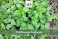 500 Seeds Genovese Basil Sweet Italian Herb Garden Planting Ocimum basilicum