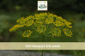 500 Seeds Bouquet Dill Anethum graveolens Culinary Herb Garden Planting