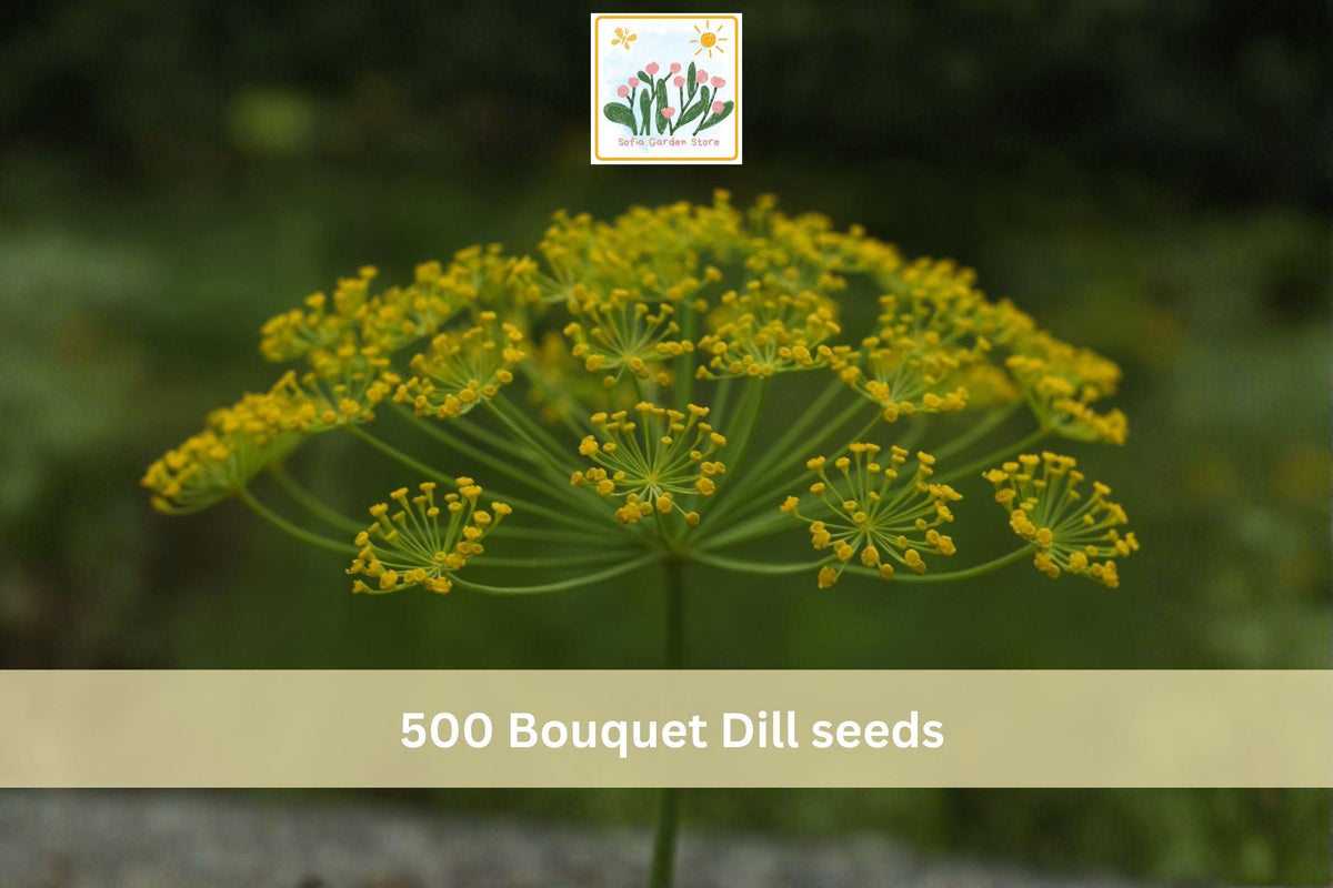 500 Seeds Bouquet Dill Anethum graveolens Culinary Herb Garden Planting