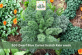 500 Seeds Dwarf Blue Curled Scotch Kale Heirloom Cool Season Hardy Greens