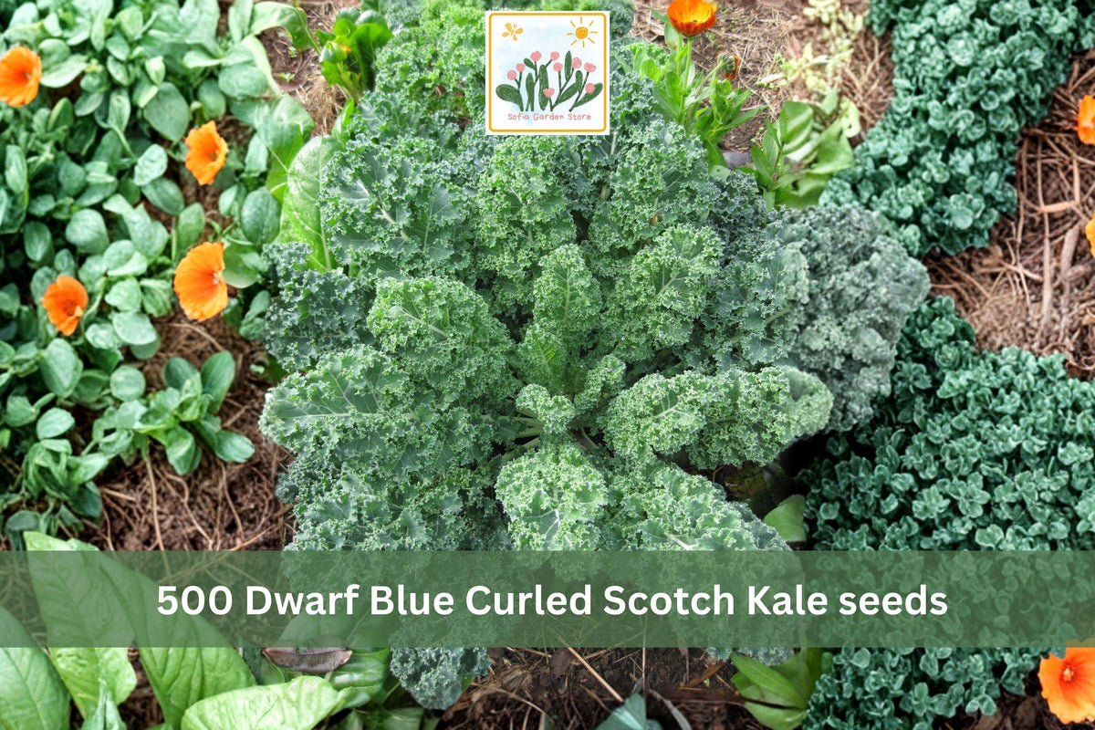 500 Seeds Dwarf Blue Curled Scotch Kale Heirloom Cool Season Hardy Greens