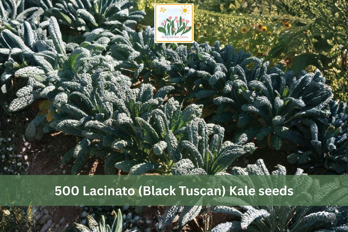 500 Seeds Lacinato Kale Black Tuscan Dinosaur Kale Heirloom Vegetable Garden