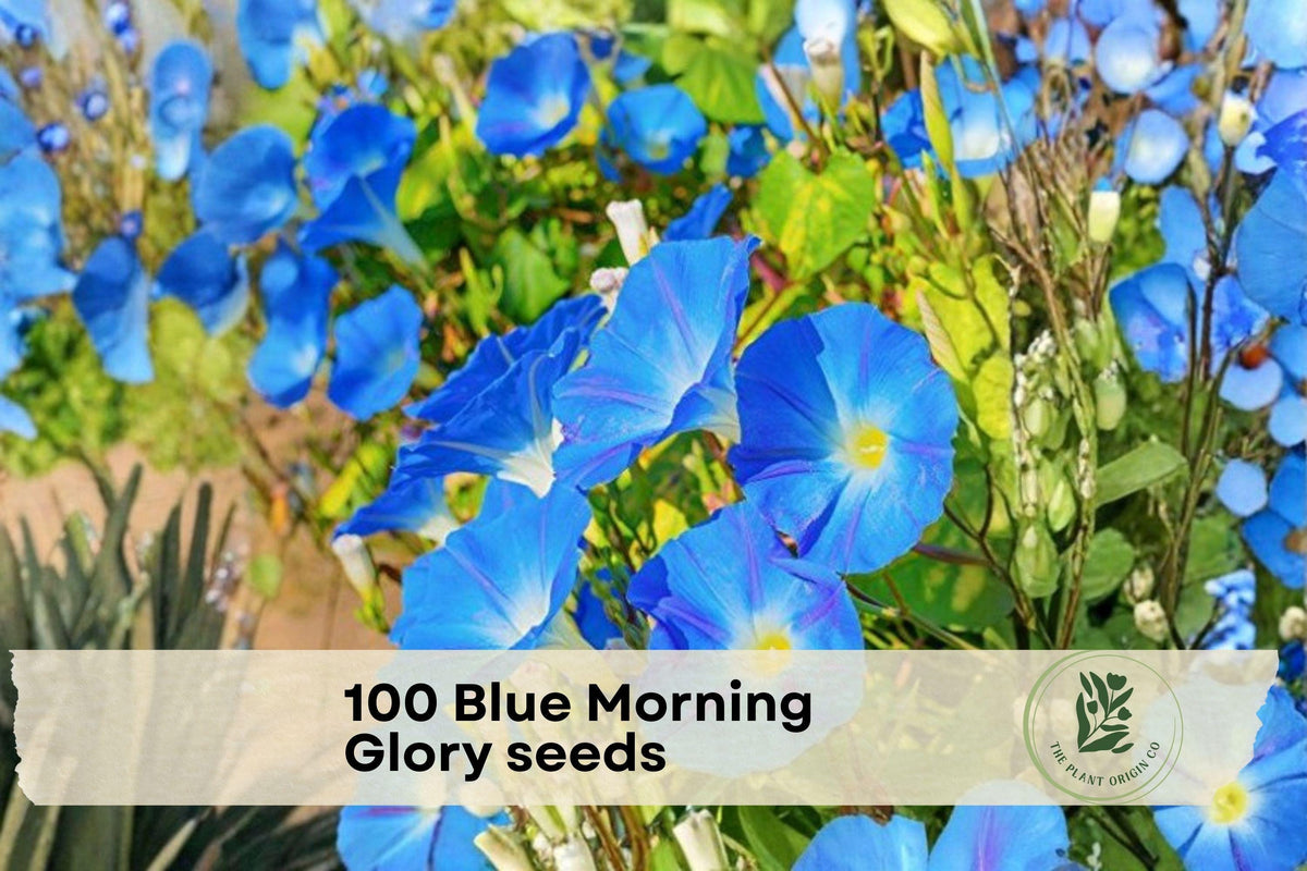 Blue Morning Glory Seeds, Ipomoea spp., Vibrant Blue Trumpet Flowers, Climbing Vine for Trellises & Fences, 100 Seeds