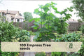 100 Empress Tree Seeds - Fast-Growing Hardwood Tree for Landscaping, Shade, and Bonsai - Paulownia tomentosa