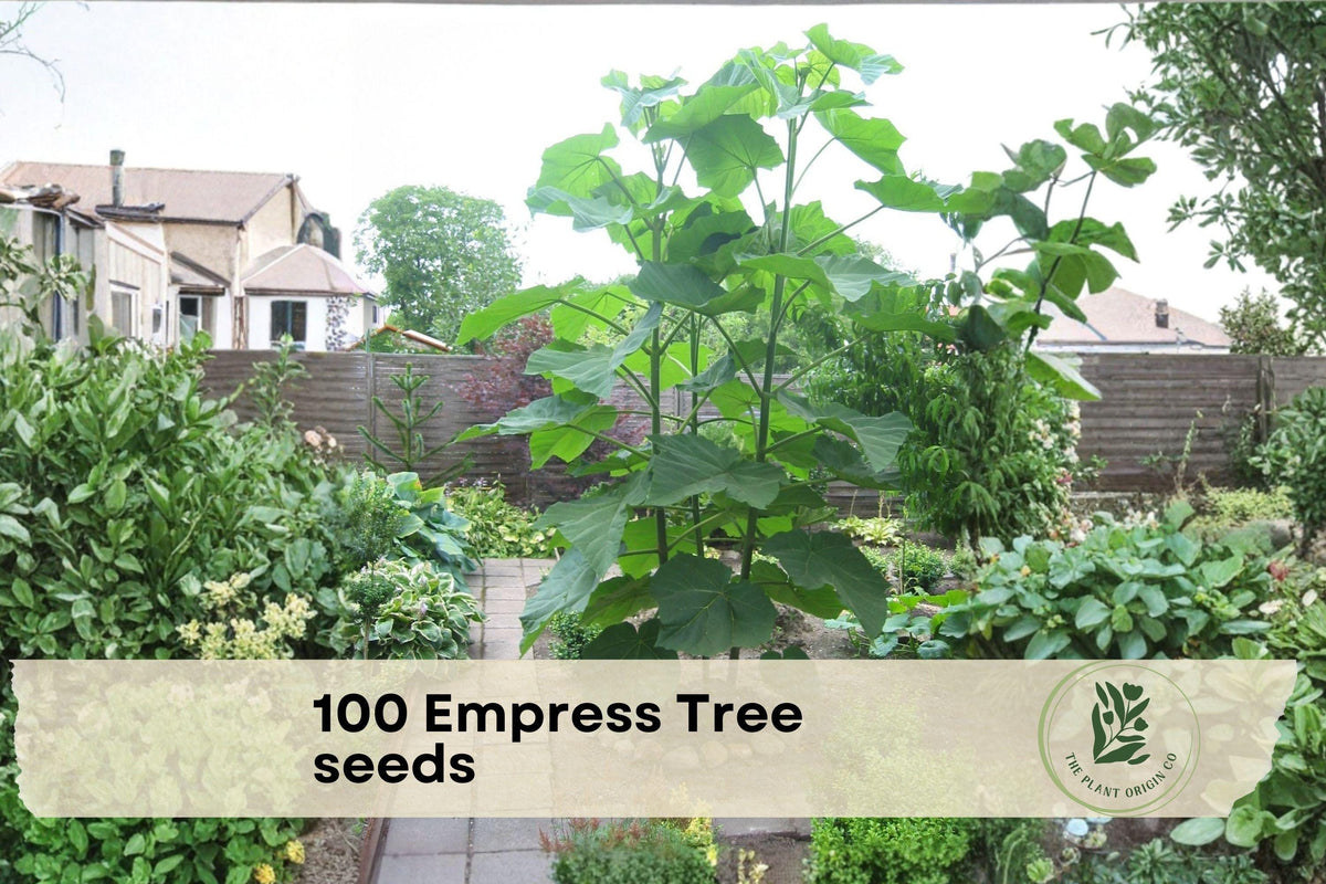 100 Empress Tree Seeds - Fast-Growing Hardwood Tree for Landscaping, Shade, and Bonsai - Paulownia tomentosa
