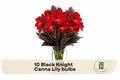 Black Knight Canna Lily Bulbs – 10 Premium Canna indica Tropical Flowering Perennials with Deep Red Blooms & Dark Foliage