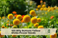Billy Buttons Seeds, Craspedia globosa, Bright Yellow Globe Flowers, Ornamental Wildflower, 100 Seeds