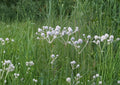 Eryngium Yuccifolium Seeds – 100 Native Prairie Flower Seeds, White Globe Blooms, Drought-Tolerant Perennial, Pollinator-Friendly Plant