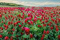 Crimson Clover Seeds – Heirloom Red Flowering Cover Crop for Gardens, Pollinator Habitat, Soil Enrichment – Trifolium incarnatum