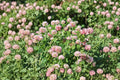 Alsike Clover Seeds 100 Pack | Pink White Blooms, Nitrogen Fixing, Pollinator Friendly | Trifolium hybridum