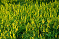 Yellow Blossom Sweet Clover Seeds – Nitrogen Fixing Cover Crop, Pollinator Friendly, Melilotus officinalis