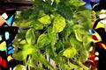 Fernando Fire Pothos Cuttings - Variegated Epipremnum aureum Houseplant, No Roots, Tropical Vine, Indoor Decor