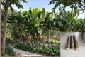 Hawaiian Green Ti Leaf Cuttings 6" Unrooted Starter Logs Cordyline fruticosa Tropical Evergreen Shrub