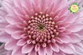 Light Pink Mum Chrysanthemum Seeds – 500 Non-GMO Chrysanthemum morifolium for Garden Beds, Borders & Containers