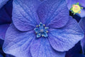 Muse Blue Hydrangea Seeds – Non-GMO Flower Seeds for Blue Blooms, Hydrangea macrophylla, 85 or 250 Pack