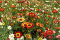 Painted Daisy Seeds – Multicolor Wildflower, Pollinator Friendly Annual Plant, Glebionis carinata