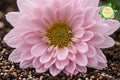Chrysanthemum Seeds – Soft Pastel Mix Flower Garden Planting, Over 200 Seeds, Chrysanthemum morifolium