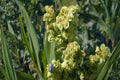 Pale Dock Seeds (Rumex altissimus) Native Wildflower for Moist Soils & Wildlife Habitats, 100 Seeds