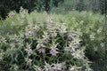 Spotted Bee Balm Seeds 100 Pack | Native Wildflower Monarda punctata for Pollinators & Drought Tolerance