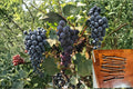 Kyoho Grape Cuttings 12" Vitis vinifera Japanese Giant Fruit Vine for Home Garden and Vineyard