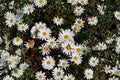 Oxeye Daisy Seeds – Wildflower for Pollinator Gardens, Hardy Perennial, White Flowers, Leucanthemum vulgare