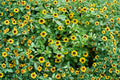 Creeping Zinnia Seeds - Sanvitalia Procumbens, Dwarf Yellow Ground Cover, Pollinator Friendly Annual, 100 Pack