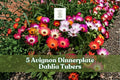 Ice Plant Mix Seeds - 100+ Colorful Groundcover Flower Seeds (Dorotheanthus bellidiformis) - Pink, Red, Yellow, Orange, White