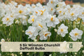 Sir Winston Churchill Daffodil Bulbs, Double Narcissus, Cream White with Orange Centers, Spring Flowering, Perennial Bulb, 5 Pack