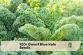 Dwarf Blue Kale Seeds, 100+ Pack, Compact Brassica oleracea, Cool-Season Greens for Garden Beds & Raised Beds