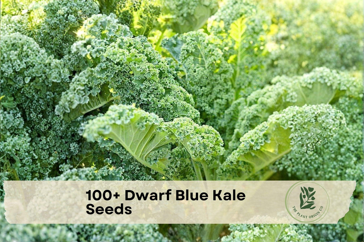 Dwarf Blue Kale Seeds, 100+ Pack, Compact Brassica oleracea, Cool-Season Greens for Garden Beds & Raised Beds