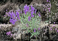 Penstemon Venustus Seeds – 50 Native Wildflower Seeds for Showy Blue Purple Beardtongue Garden, Pollinator Friendly, Drought Tolerant