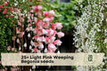 25+ Light Pink Weeping Begonia Seeds, Ornamental Flowering Plant, Trailing, Begonia spp.