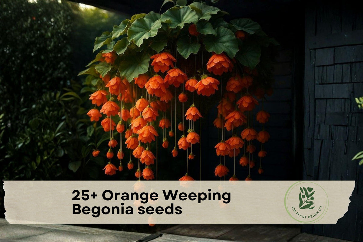 Orange Weeping Begonia Seeds - Bright Orange Cascading Flowers for Containers & Garden Beds | Begonia spp.