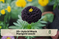 25+ Hybrid Black Marigold Seeds | Dark Red to Black Blooms | Tagetes spp. | Annual Flower for Garden Beds & Containers