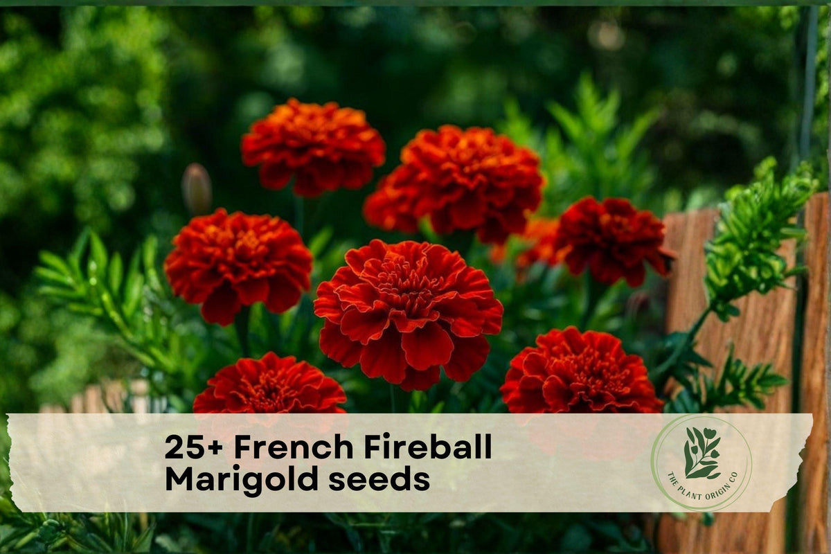 French Fireball Marigold Seeds – Bright Red & Orange Blooms, Tagetes patula, Annual Flower for Garden Beds & Containers