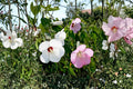 Swamp Rose Mallow Seeds – Hardy Perennial Hibiscus moscheutos with Pink & White Blooms, Wetland Garden Plant, 30 Seeds