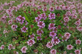 Wild Thyme Seeds – Broad-Leaved Lemon Thyme, Aromatic Perennial Herb, Thymus pulegioides, Ground Cover for Gardens and Borders
