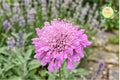 Butterfly Blue Scabiosa Seeds – Annual Blue Flowers for Pollinator Gardens, Attracts Butterflies & Bees, 75+ Non-GMO Seeds